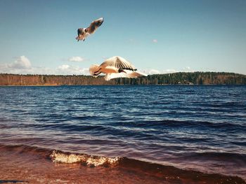 Bird flying over the sea