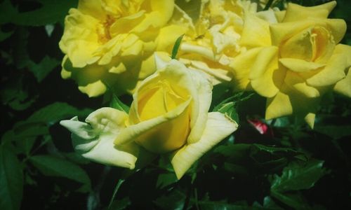 Close-up of yellow flower