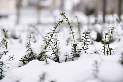 Close-up of frozen plant during winter