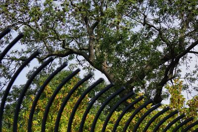 Low angle view of trees against sky