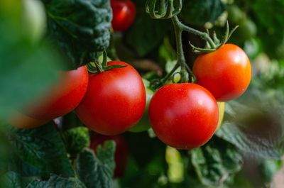 Close-up of cherries on plant