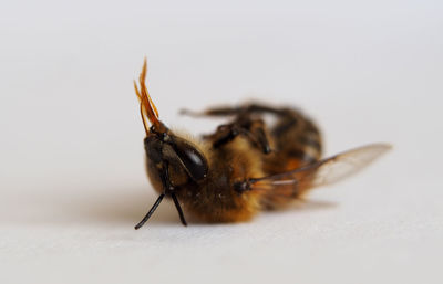 Bee after death