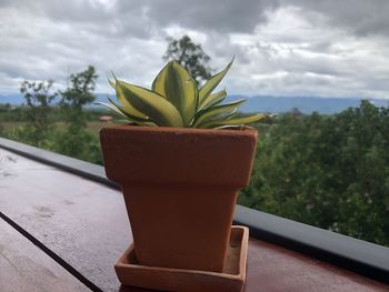 Close-up of potted plant on table against window