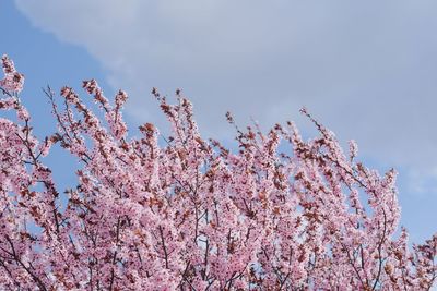 Low angle view of flowering plant against sky