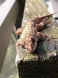 Close-up of lizard on wood