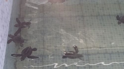 View of ducks swimming in pool seen through window
