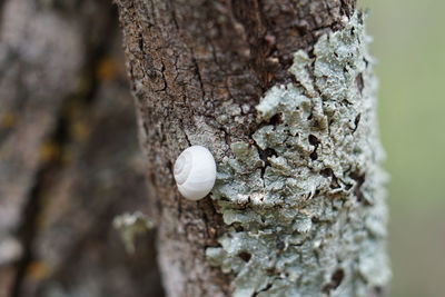 Close-up of mushroom on tree trunk