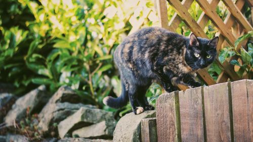 Close-up of cat on wood