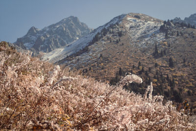 Close up dry plants on mountain slope concept photo