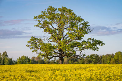 Magnificent oak