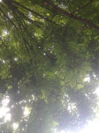 Low angle view of sunlight streaming through trees in forest