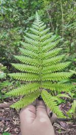 Borneo forest fern