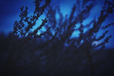 Low angle view of trees against sky