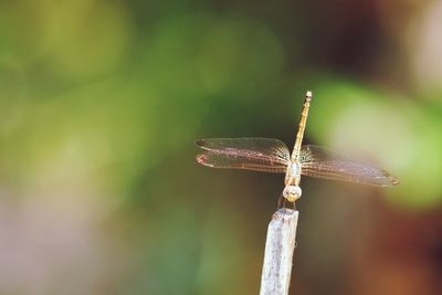 Close-up of dragonfly on twig