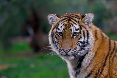 Close-up portrait of tiger