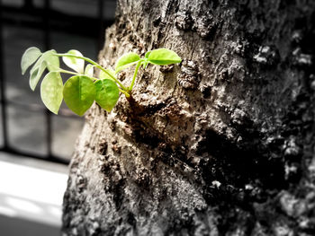 Close-up of plant growing on tree trunk