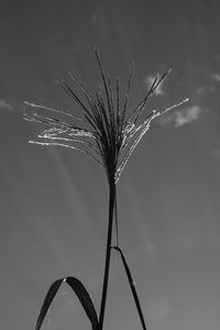 Close-up of plant against blurred background