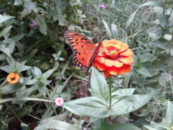 High angle view of butterfly on red flowers