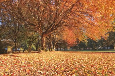 Trees during autumn