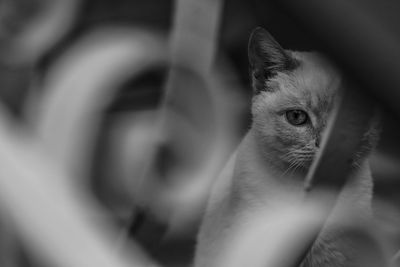 Close-up portrait of cat looking at camera