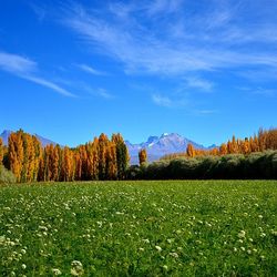 Scenic view of grassy field against sky