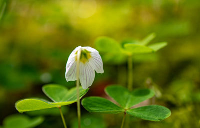 Close-up of white flowering plant