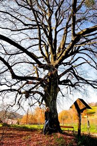 Full length of bare tree against sky