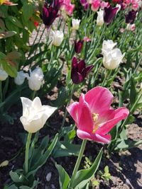 Close-up of fresh white pink flowers in field