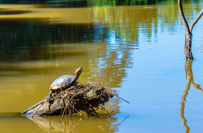 Bird in a lake