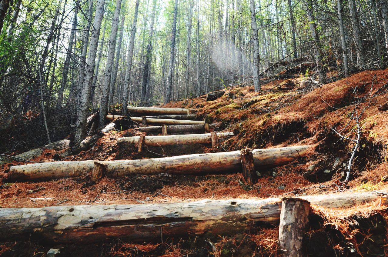 tree, nature, no people, tranquility, forest, day, outdoors, tree trunk, beauty in nature