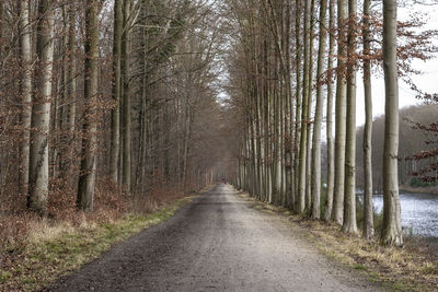 Road amidst trees in forest