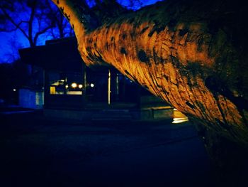 Close-up of tree trunk at night