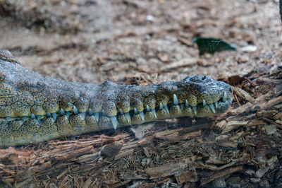 Close-up of crocodile