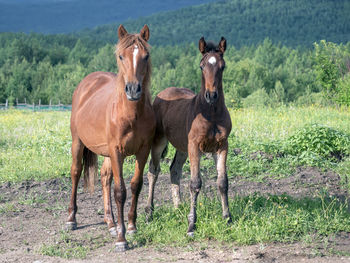 Horse grazing on field