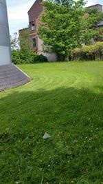 Trees growing on grassy field