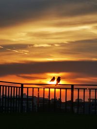 Silhouette birds on landscape against orange sky