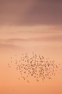 Low angle view of birds flying against clear sky during sunrise