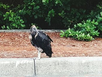 Bird perching on branch