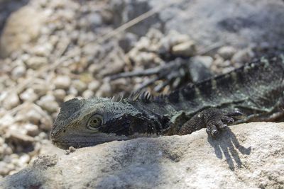 Close-up of lizard on rock