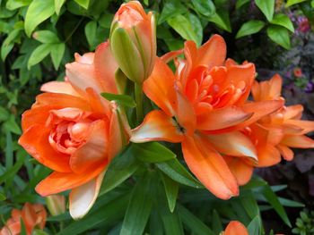 Close-up of orange flowering plant