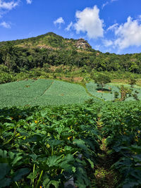 Scenic view of agricultural field against sky