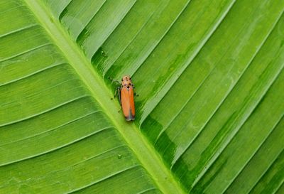 Close-up of planthopper on leaf