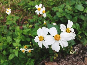 Close-up of flowers blooming outdoors