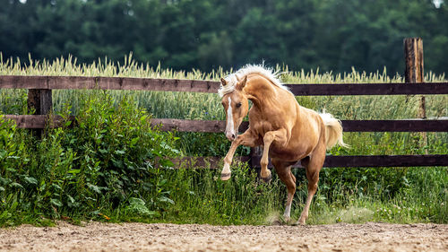 Horse in ranch