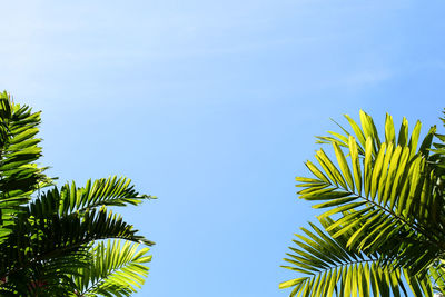 Low angle view of palm tree against clear blue sky