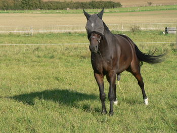 Horse on field
