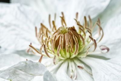Close-up of plant