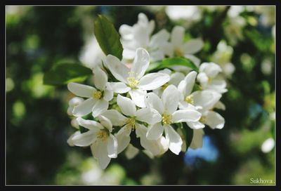 Close-up of white flowers blooming on tree