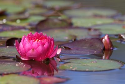 Close-up of pink water lily in pond