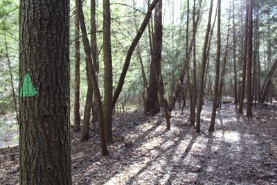 Pine trees in forest